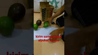 Kirim Sdanel Buah Alpukat Kareba Ke Pasar Keramat Jati Jakarta shorts