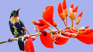 TIẾNG CHIM HÚT MẬT TÍA Ô MỒI 2019 (TỔNG HỢP HÚT MẬT TÍA Ô NHẢY LỤP)