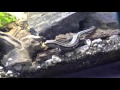 トカゲは何匹コオロギを食べるのか？[ Whether the lizards eat what animals ?]