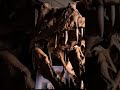 Scientists Just Found Blood Vessels Inside A T-Rex Bone