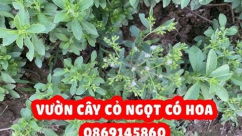 Mua hạt giống cỏ ngọt? Cách trồng cây giống cỏ ngọt?