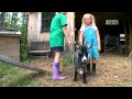 Pets 101- Pygmy Goats