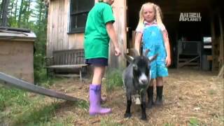 Pets 101- Pygmy Goats