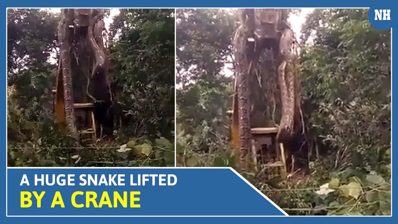 Giant 'Snake Skeleton' found on Google maps: Watch viral video