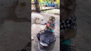 funny dog ​​and monkey#dog#monkey#funny #shorts