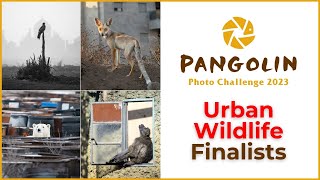 Urban Wildlife Photography Photo Challenge