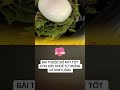 BÀI THUỐC BỔ TỪ LÁ ĐINH LĂNG VỚI TRỨNG