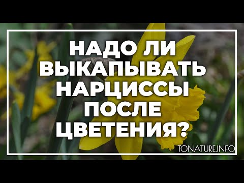 Надо ли выкапывать нарциссы после цветения? | toNature.Info