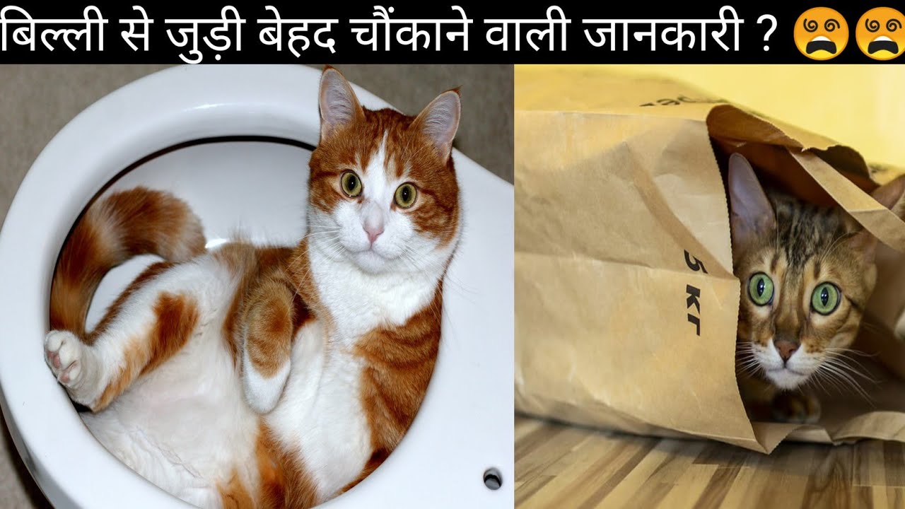 Facts about cats in hindi. Cats ke baare mein rochak jankari. YouTube