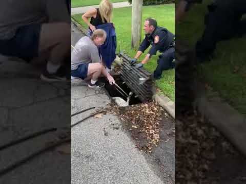 Video: Long Island Girl, Police Rescue Swan Trapped In Storm Drain