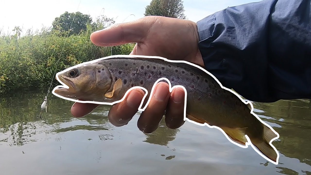 Brown Trout Fishing | Wisconsin