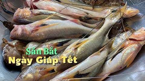 Săn bắt những ngày cuối năm kiếm mớ cá Phèn về nấu cháo đinh lăng ăn quá đã | Cù Lao Dung Vlogs #632