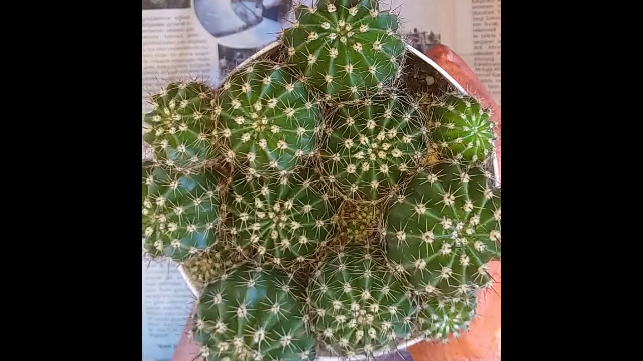 🌟Kaynana Topuzu KAKTÜSÜ #Bakımı ✔️#cactus#keşfet