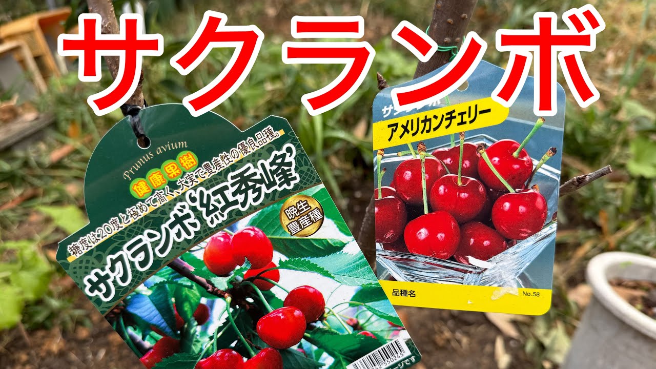 Cherries] Benishuho, American Cherry, Takasago, Napoleon, Warm