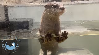 カワウソが、落ち込んでいる子をなぐさめる！？　Otter Twin Comforts the Playboy Otter?!