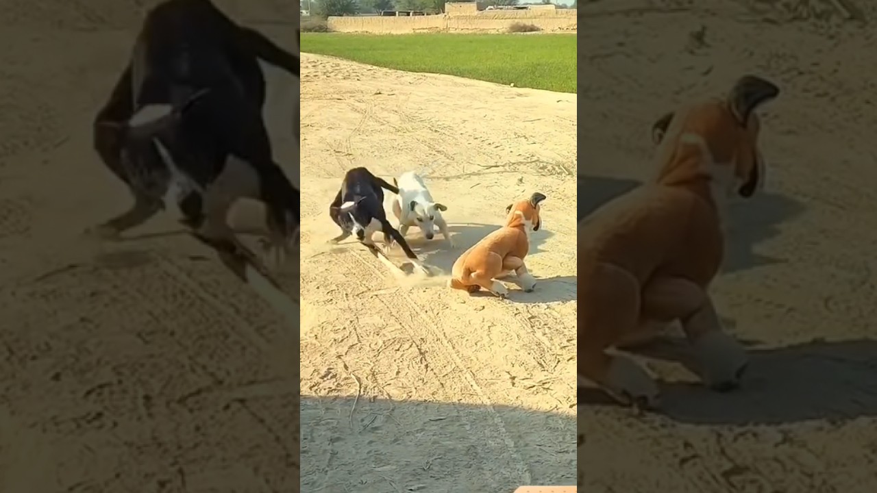 viral dog prank waiting for and 😱 sleeping dog prank..