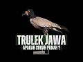 Trulek Jawa: Benarkah Sudah Punah?