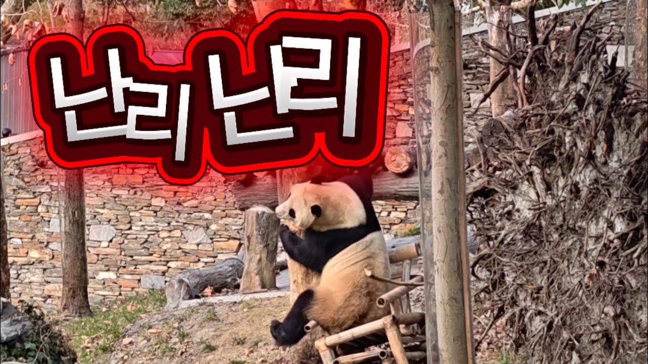 2/22 푸바오실시간 오전(1) 떨어지고! 부수고! 구르고! 난리난리😁😁 2호관이 난리네요