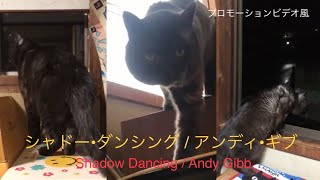 【カラオケ】シャドー•ダンシング / アンディ•ギブ(Shadow Dancing / Andy Gibb) フルバージョン プロモーションビデオ風 【カラオケ】シャドー•ダンシング / アンディ•ギブ(Shadow Dancing / Andy Gibb) フルバージョン プロモーションビデオ風
