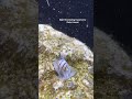 Awesome Snorkeling Experience on Oahu in Hawaii #snorkeling