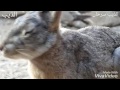 شيلة انا عن المقناص وشلون باعيش نجومي