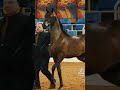 Edit Explore اكسبلور اغاني شيلات خيل بريطانيا Uk Unitedkingdom Edit Explore اكسبلور اغاني شيلات خيل بريطانيا Uk Unitedkingdom