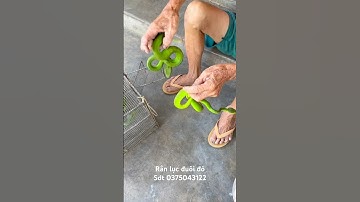 Chuyên gia bắt rắn lục đuôi đỏ cực độc bằng tay ko là đây