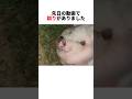本当にペチペチしてみたい動物