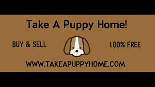 The Best Place To Buy & Sell Puppies/Dogs Online! TakeAPuppyHome.Com