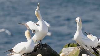 Gannet Colony in Action: Breeding Gannets in Newfoundland, Canada