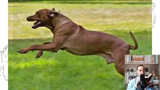 Rhodesian Ridgeback. Pros and cons, price, how to choose, facts, care, history