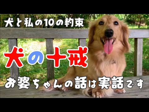 💕犬の十戒☦️日曜日のほのぼとした午後、ばあちゃんが空気を変えた、ミニチュアダックスのマロン君も13歳になってますます心に沁みる話です。［説明欄に原文記載］