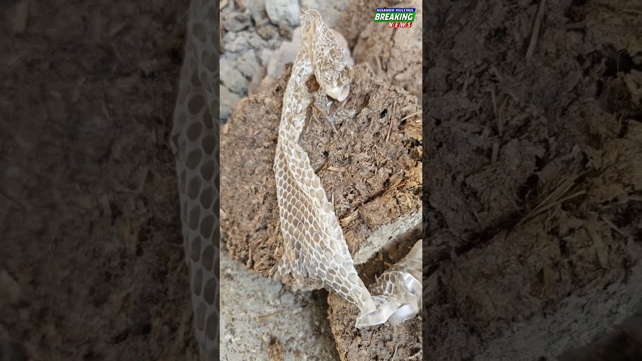 9 भैंसों को खा गया सांप, बीन वाले (सपेरे) ने किया टोटका # अंधविश्वास या परम्परा #सतीश_फफड़ाना