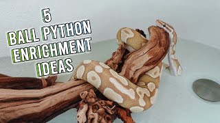 5 Ball Python Enrichment Ideas with Noodle!!