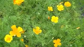 California Poppy  From seedling to seeds.