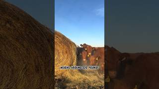 How To Feed Cows On American Farms feed cow american