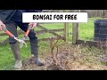 Bonsai for free  using seedlings