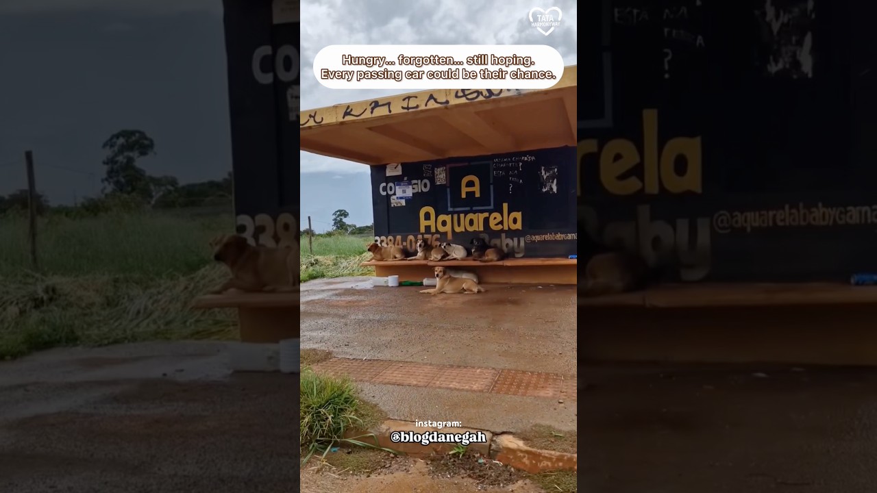 Благодаря таким сердечкам, как у @P@ProjetoBlogdanegahhope, надежда всё ещё существует 🥹❤️✨