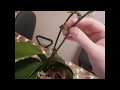 Размножение орхидеи с помощью цитокининовой пасты