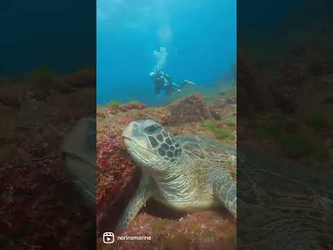 嫌がるような仕草をする八丈島ダイビングのウミガメ海亀【編集済み無音】