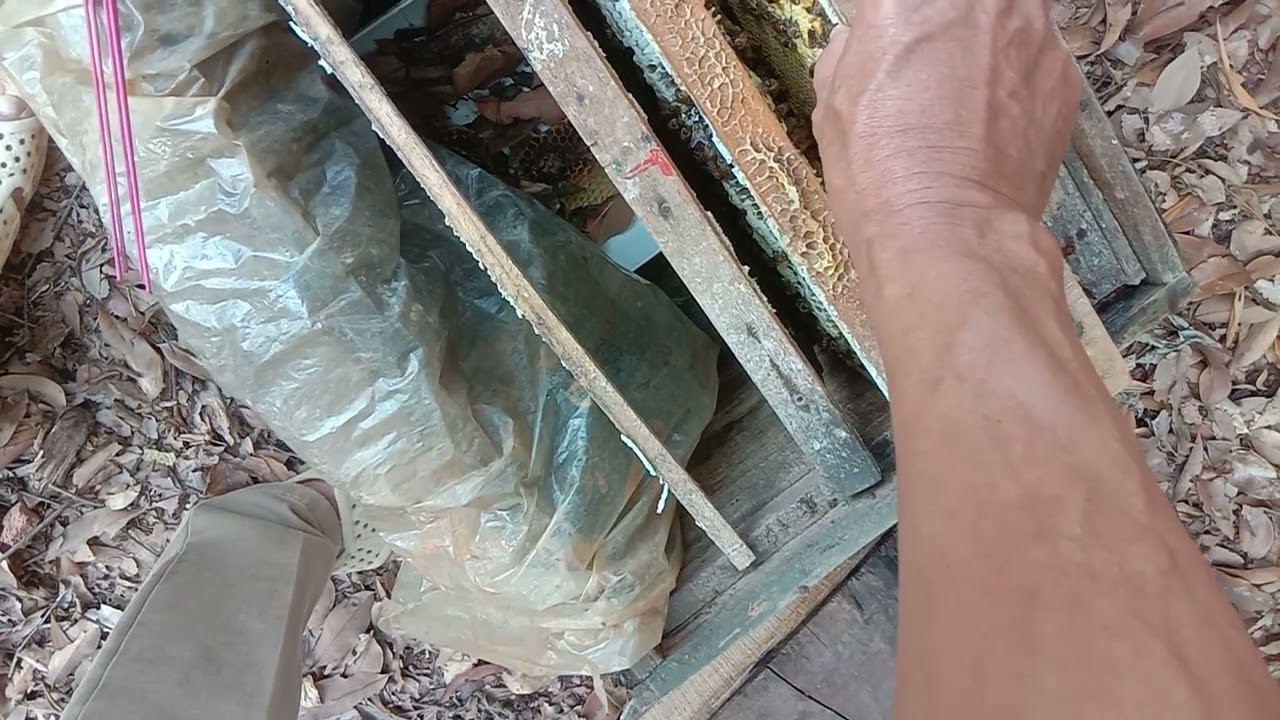 Kiểm tra đàn ong saù đổi rét đậm vừa quá