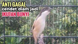 Suara Cendet Gacor Toet toet Efektif Anti Gagal Bikin Cendet Malas pun Langsung Nyaut Bunyi Seketika