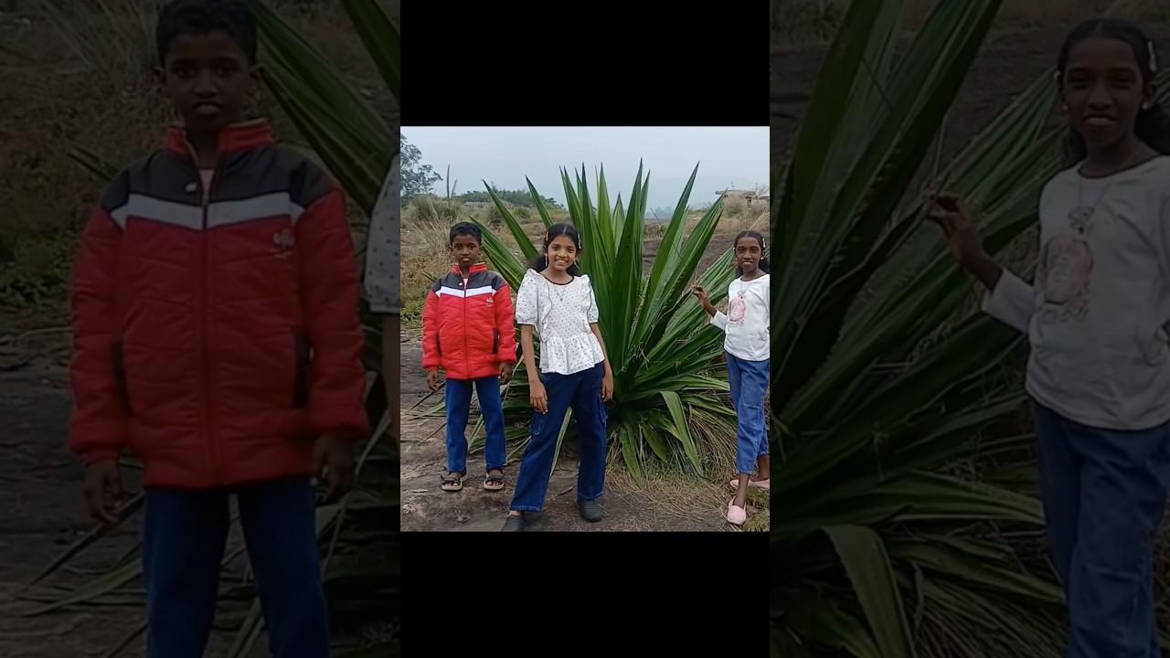 ആനക്കോട്ടപ്പാറ