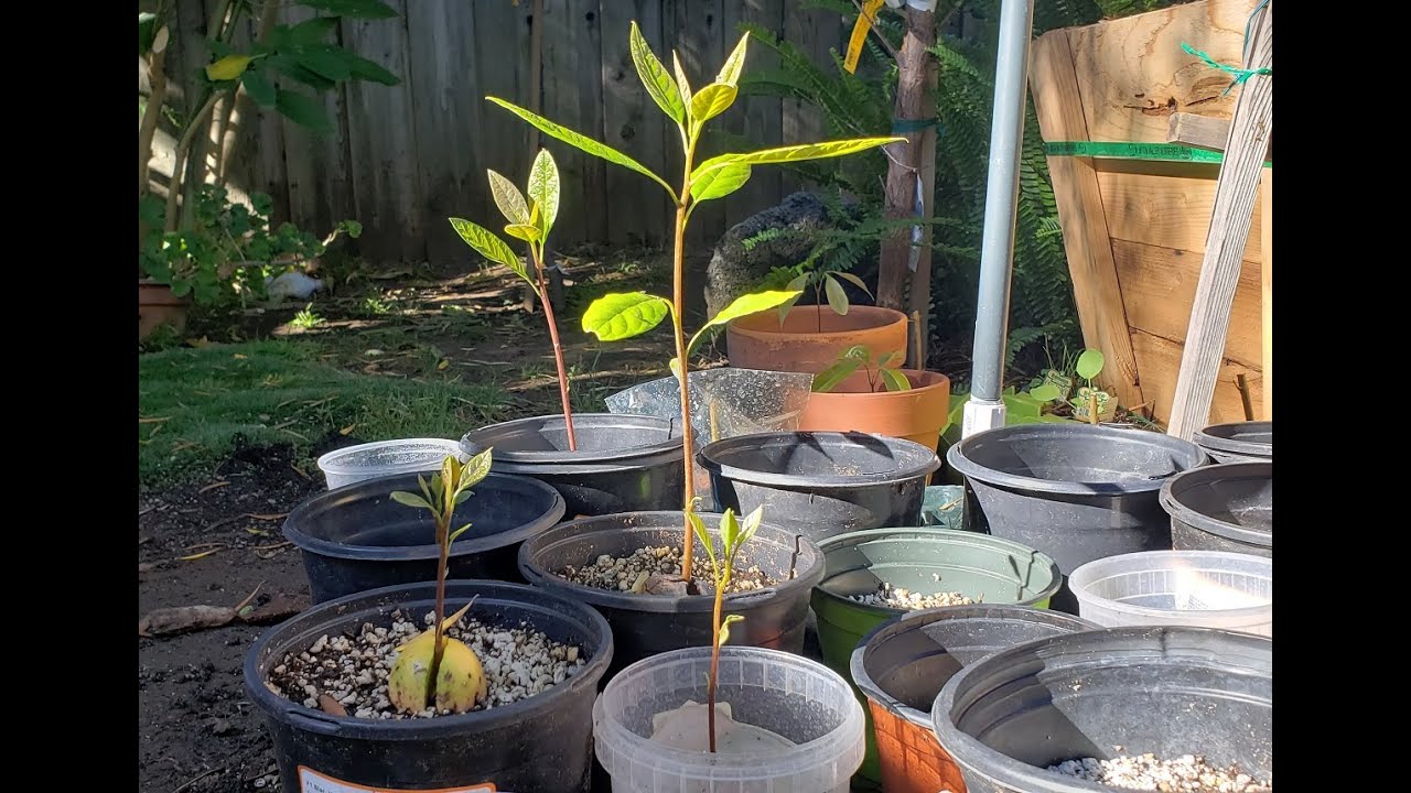 Transplanting My Avocado Seedlings While Enjoying One of My Favorite