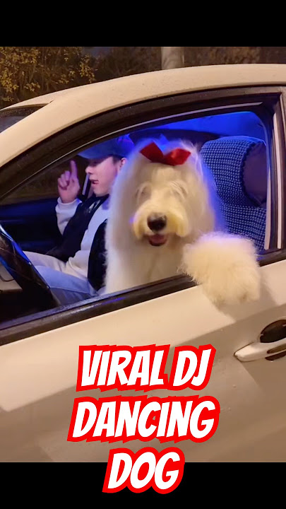 DJ dancing dog going viral #china #pets #pet #dance #dj