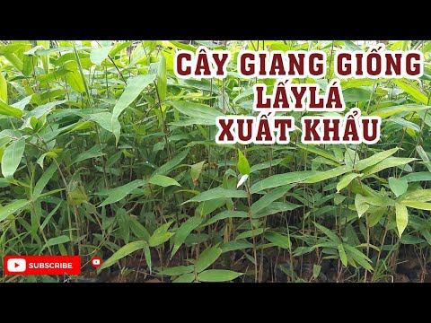 Cung Cấp Giống Cây Giang Lấy Lá Xuất Khẩu | 0764 456 123