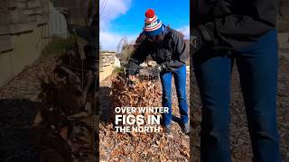 How To Overwinter Figs?