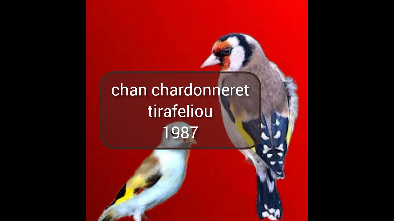 تغريد حسون 1987 لتعليم الفراخ