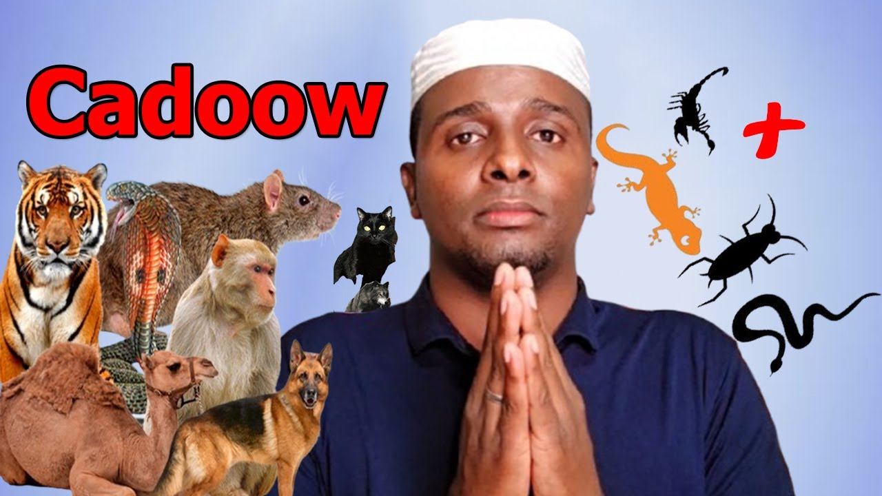 Bahalo Cadow ku ah nolosha insaanka Hadaad Hurdada Ku Aragto ogow fariinta kuu sidaan naftaada Halis