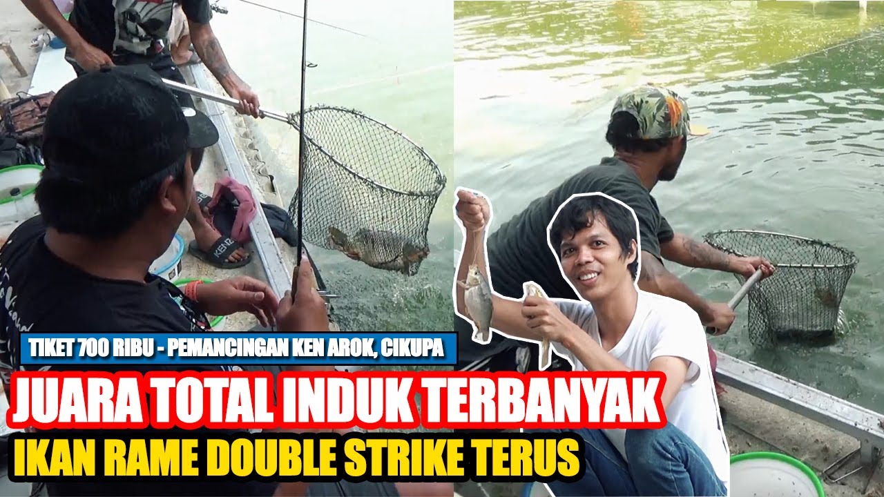 DILIATIN TETANGGA MULU ESSEN CAKWE DOUBLE STRIKE TERUS‼️ JUARA TOTAL INDUK TERBANYAK‼️